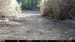 Haemorhous mexicanus