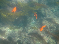 Hypsypops rubicundus