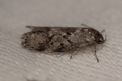 Philobota archepeda