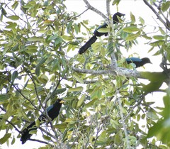 Cyanocorax yucatanicus
