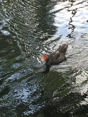 Cairina moschata domestica