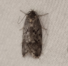 Philobota archepeda