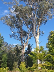 Eucalyptus seeana