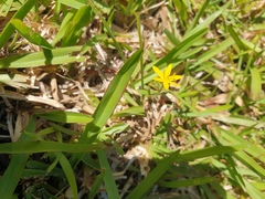 Hypoxis pratensis