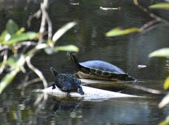 Trachemys venusta iversoni