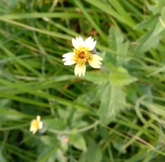 Tridax