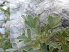 Potentilla nitida