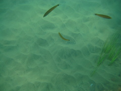 Halichoeres californicus