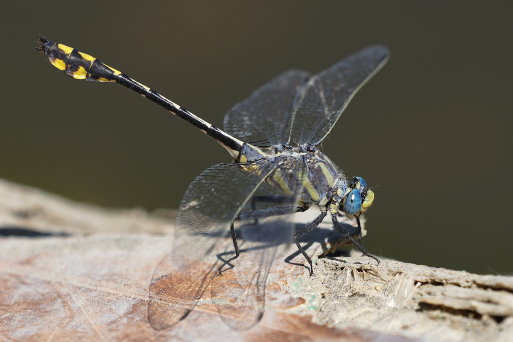 Columbia Clubtail