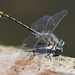 Columbia Clubtail - Photo (c) Cameron Eckert, some rights reserved (CC BY-NC), uploaded by Cameron Eckert