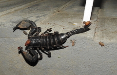 Scorpionidae
