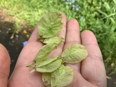 Ulmus glabra camperdownii