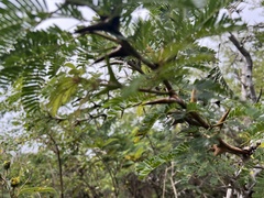 Vachellia cornigera