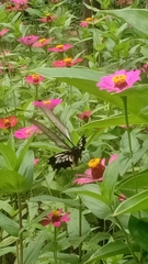 Papilio memnon