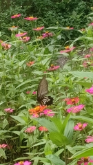 Papilio memnon
