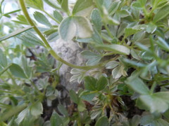 Potentilla nitida