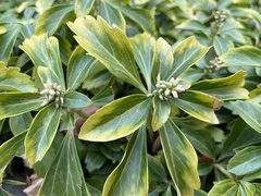 Pachysandra terminalis