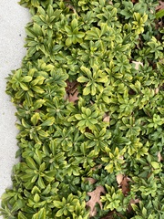 Pachysandra terminalis