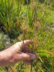 Juncus continuus