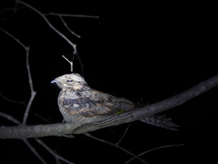 Caprimulgus atripennis