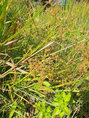 Juncus prismatocarpus