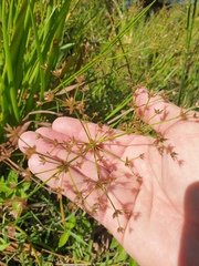 Juncus prismatocarpus