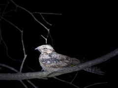 Caprimulgus atripennis