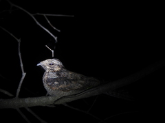 Caprimulgus atripennis