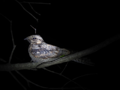 Caprimulgus atripennis