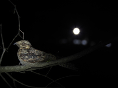 Caprimulgus atripennis