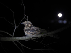 Caprimulgus atripennis