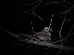 Caprimulgus atripennis