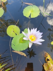 Nymphaea nouchali caerulea