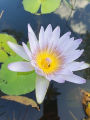 Nymphaea nouchali caerulea
