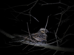 Caprimulgus atripennis