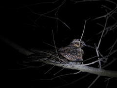 Caprimulgus atripennis