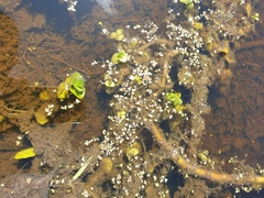 Lemna aequinoctialis