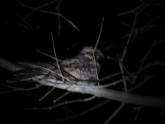 Caprimulgus atripennis