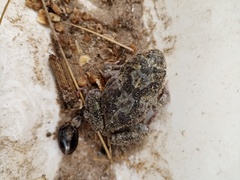 Tomopterna delalandii