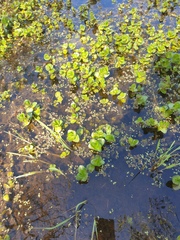 Rotala rotundifolia