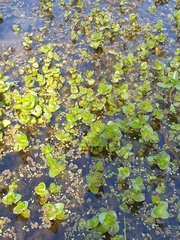 Rotala rotundifolia