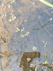 Azolla pinnata