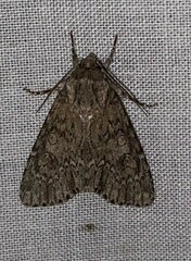 Acronicta rubricoma