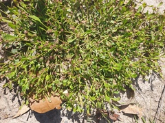 Sphaeromorphaea australis