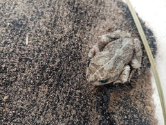 Tomopterna delalandii