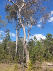 Eucalyptus seeana