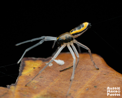 Poecilothomisus speciosus
