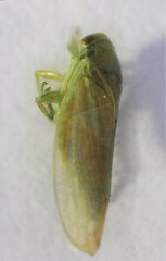 Batracomorphus