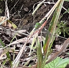 Erythemis vesiculosa