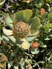 Leucadendron arcuatum